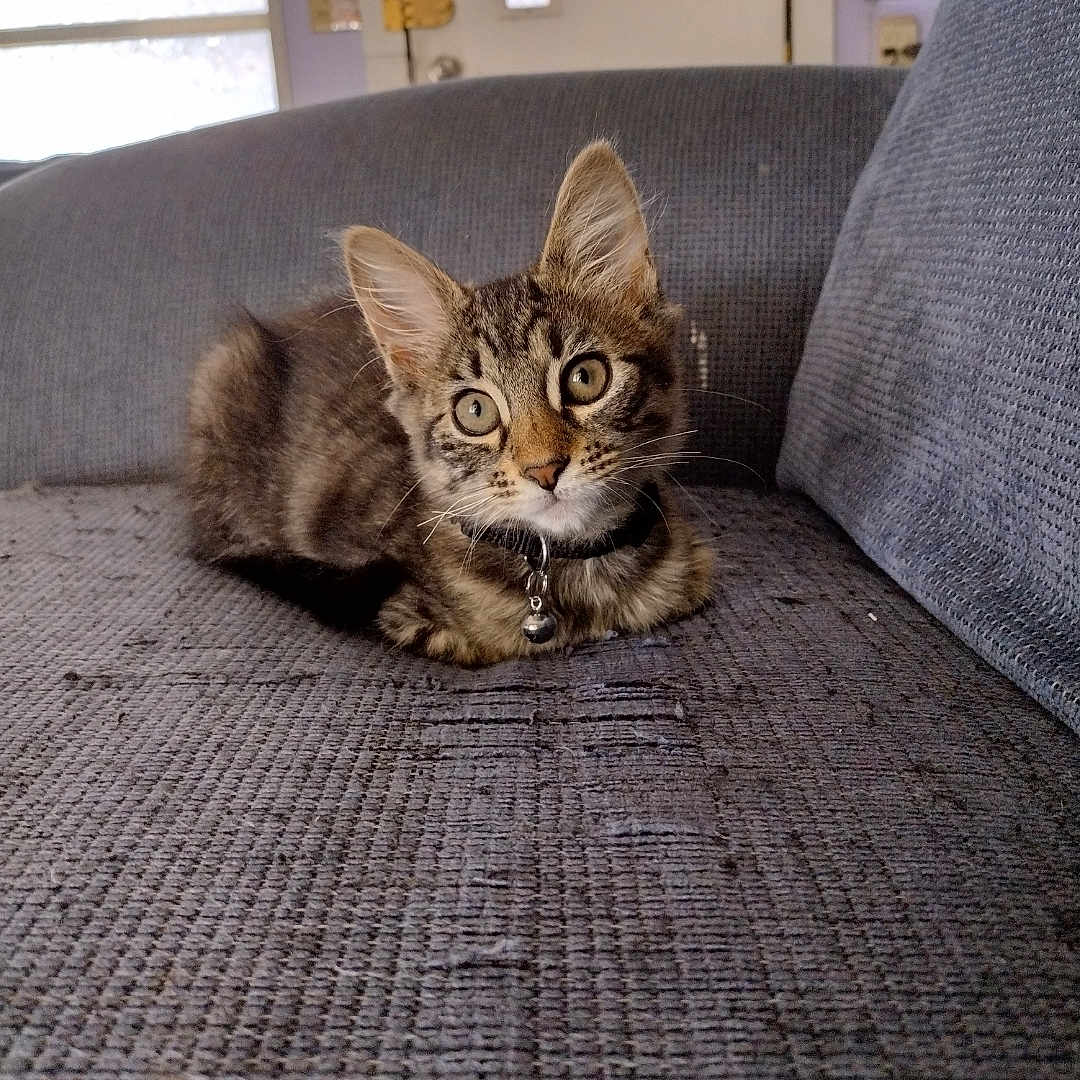 Jinxie