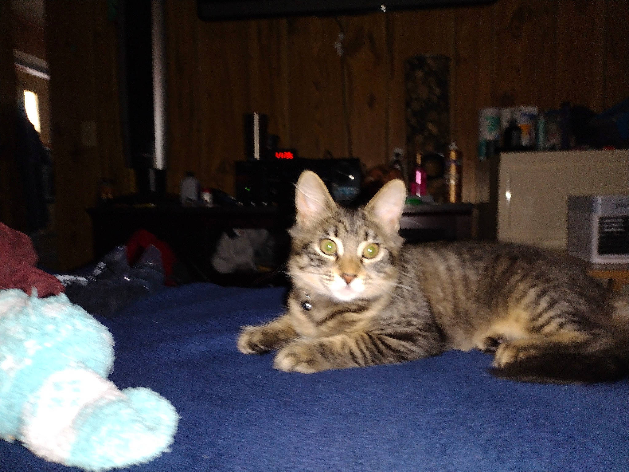 Jinxie joined the competition — help win amazing prizes! carnivore, cat, claw, comfort, couch, domestic_short_haired_cat, fawn, felidae, fur, lap, paw, room, sitting, small_to_medium_sized_cats, tail, whiskers