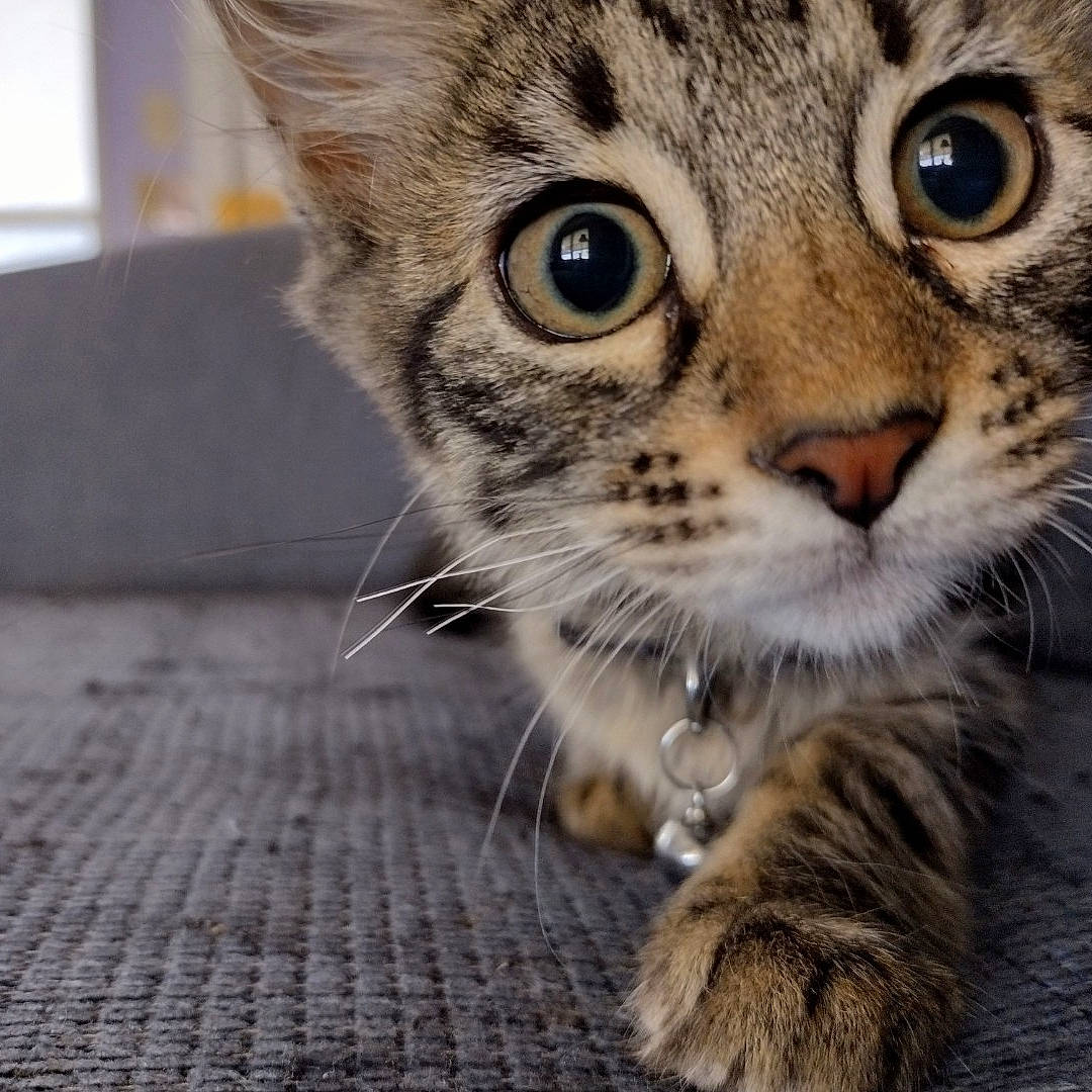 Jinxie is registered to the contest to win money with this photo: carnivore, cat, claw, domestic_short_haired_cat, felidae, flooring, fur, iris, paw, photography, small_to_medium_sized_cats, snout, terrestrial_animal, whiskers, wildlife