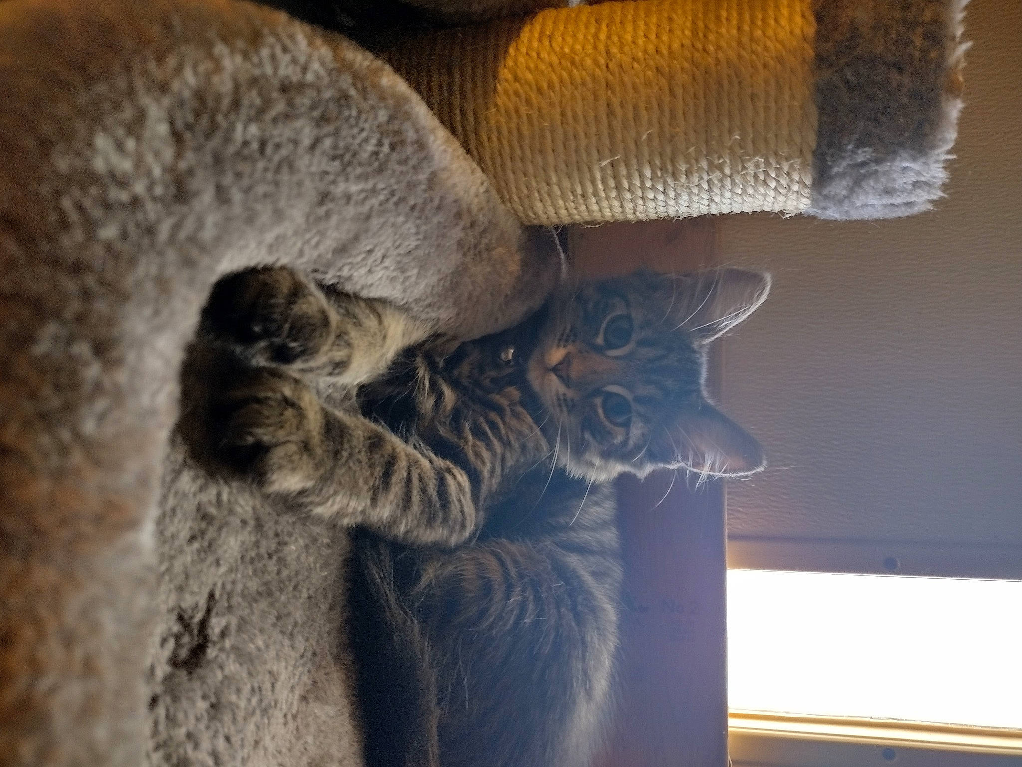 Jinxie joined the competition — help win amazing prizes! art, cat, comfort, electric_blue, fawn, felidae, fur, grey, sculpture, small_to_medium_sized_cats, tail, terrestrial_animal, tints_and_shades, visual_arts, whiskers, wood, wool