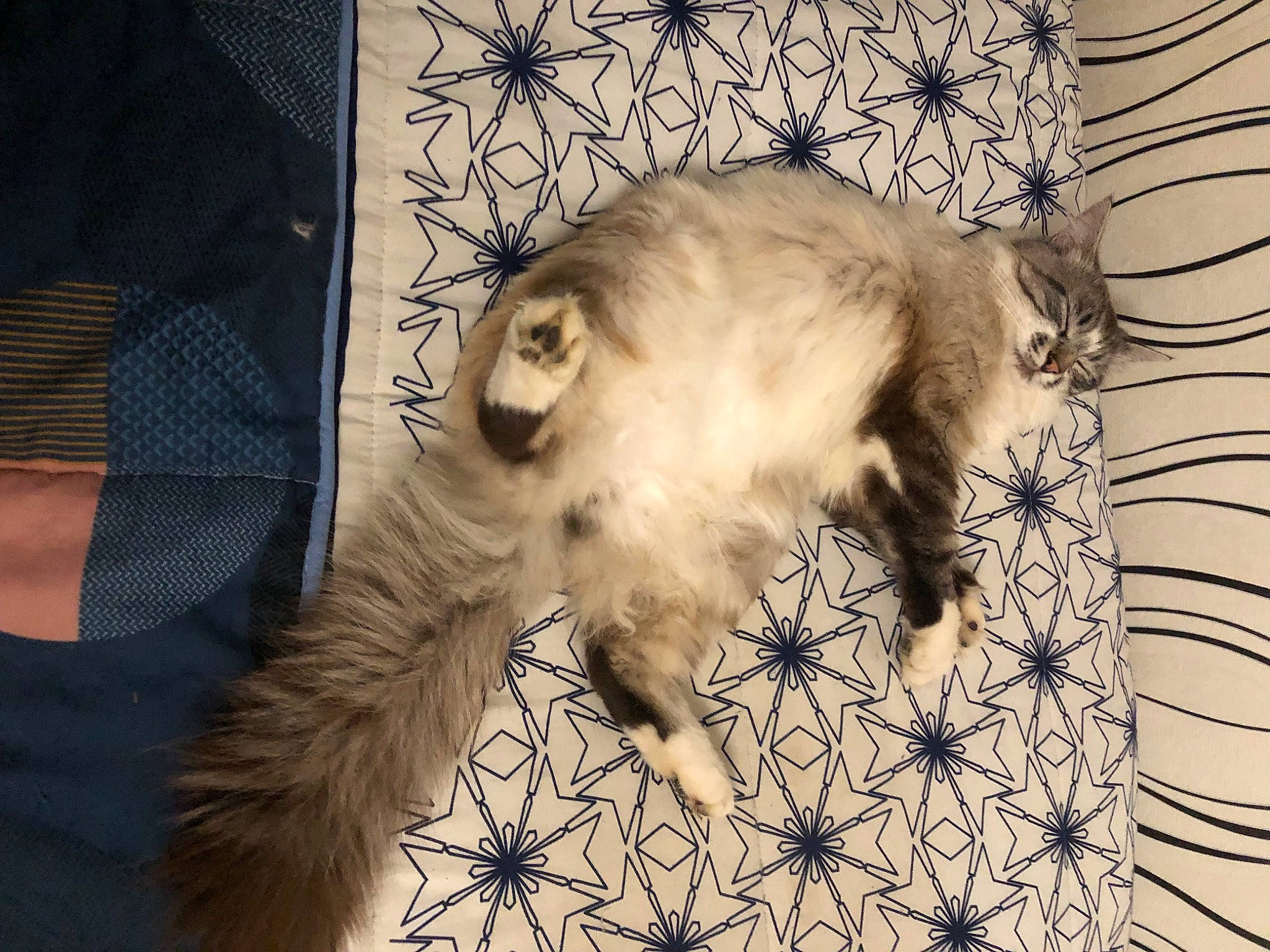 Roméo a rejoint le concours — aidez-le/la à gagner de superbes lots ! canidae, carnivore, cat, claw, companion_dog, dog_breed, domestic_short_haired_cat, fawn, felidae, fur, linens, nap, pattern, paw, small_to_medium_sized_cats, snout, sporting_group, tail, toy_dog, whiskers