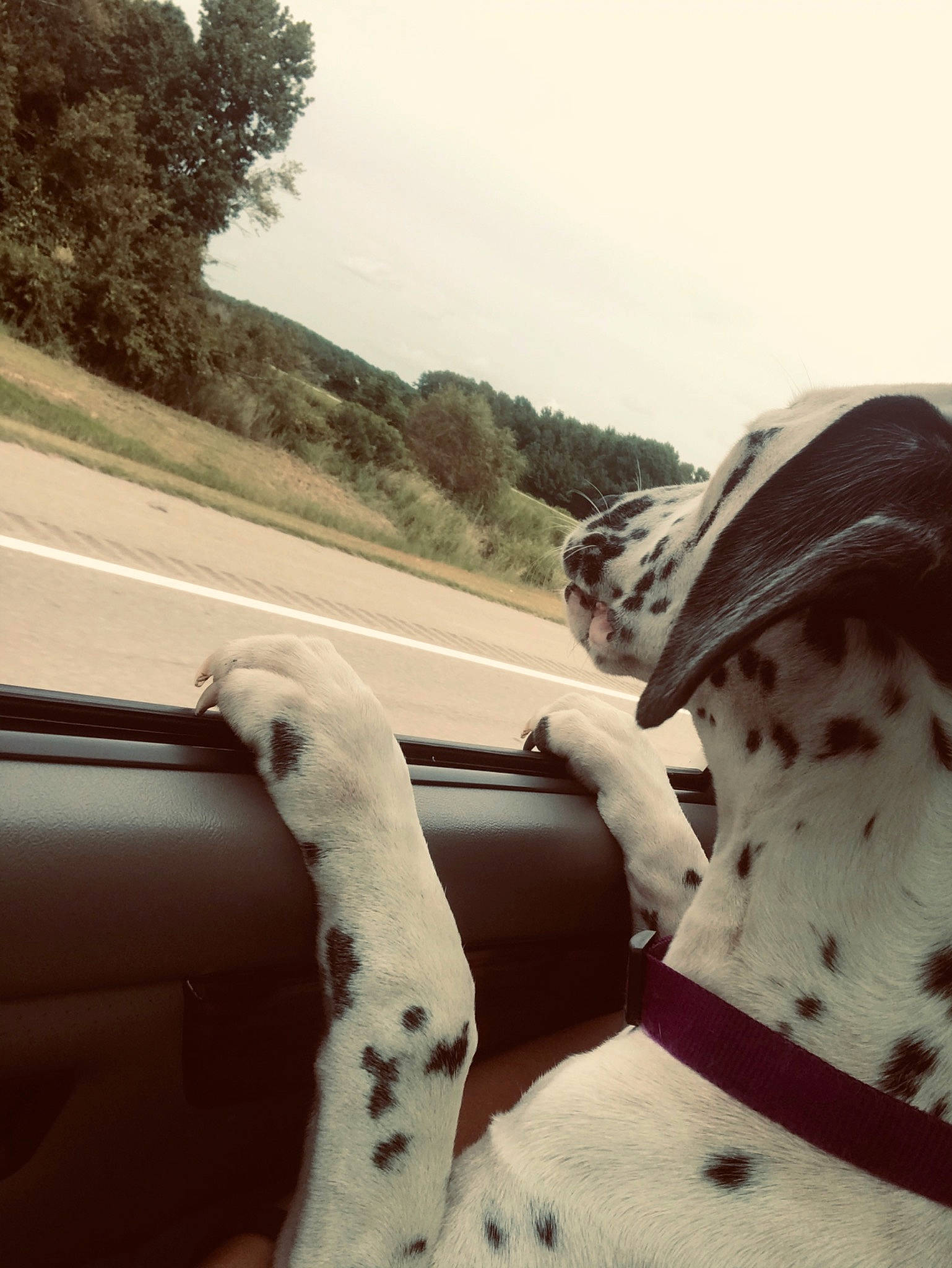 Molly is registered to the contest to win money with this photo: canidae, dalmatian, dog, human_leg, non_sporting_group, photography, snout, sporting_group, tree, vehicle, winter