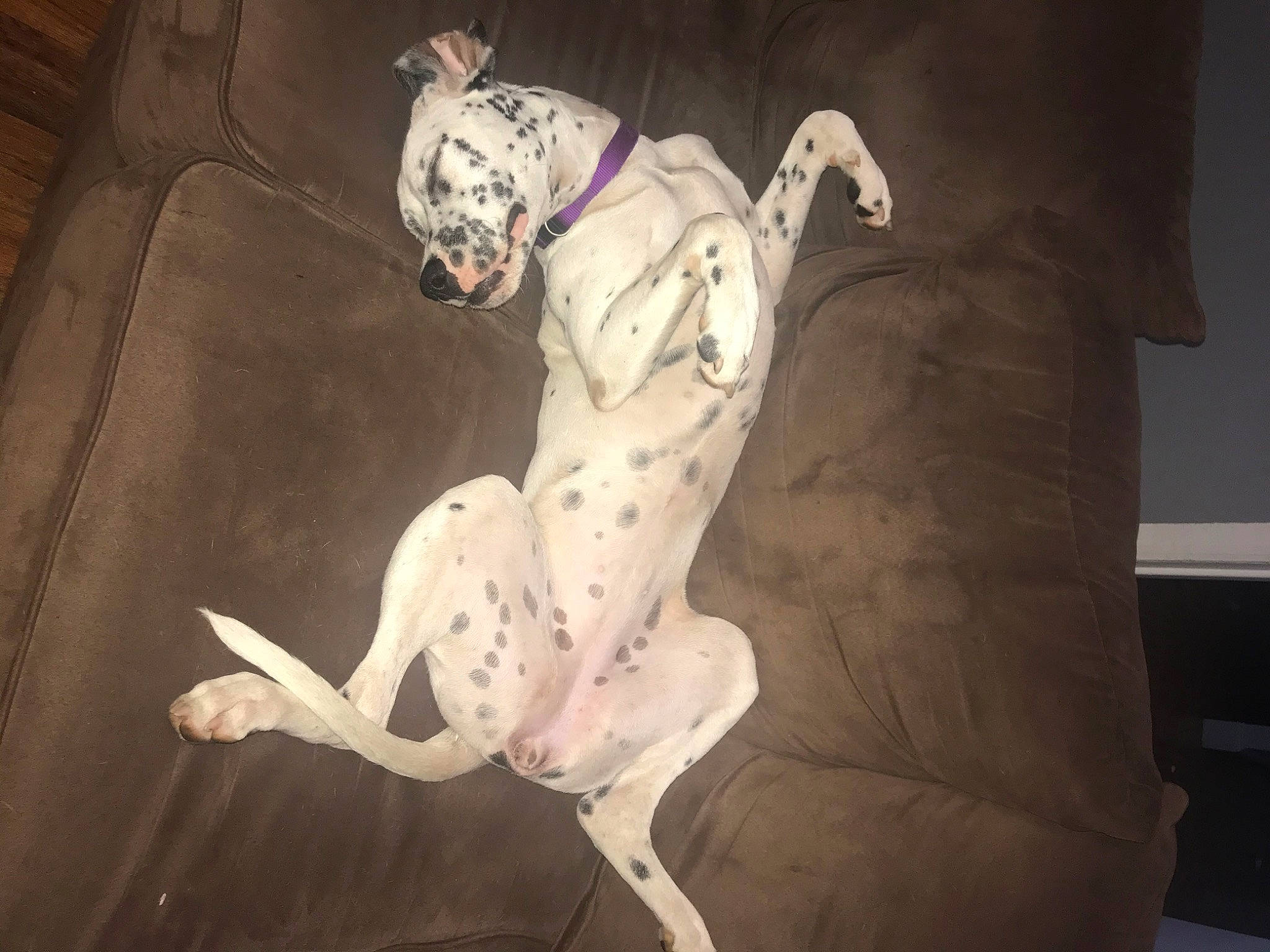 Molly joined the competition — help win amazing prizes! canidae, carnivore, dalmatian, dog, dog_breed, lurcher, non_sporting_group, pointer, sporting_group, tail