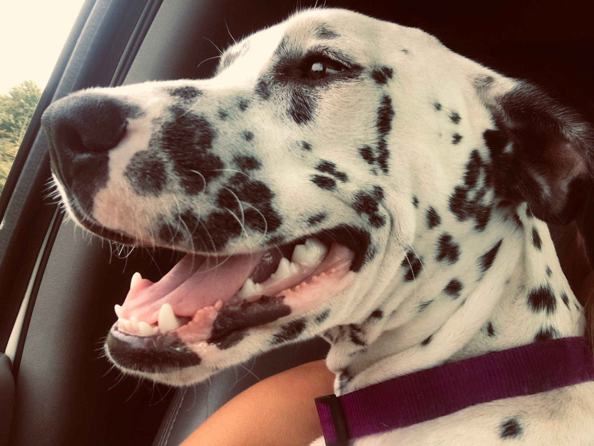 Molly joined the competition — help win amazing prizes! braque_dauvergne, canidae, carnivore, dalmatian, dog, dog_breed, ear, english_setter, mammal, non_sporting_group, nose, pointer, snout, sporting_group, vertebrate
