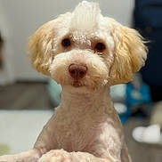 Papi joined the competition — help win amazing prizes! dog, puppy, cream_colored, curly_coat, floppy_ears, brown_eyes, nose, muzzle, paws, groomed, portrait, close_up, indoor, living_room, blanket, checkered_pattern, sitting, looking_at_camera, pet, adorable