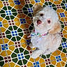 Papi joined the competition — help win amazing prizes! dog, puppy, white_fur, fluffy, small_dog, toy_dog, pet, animal, portrait, looking_up, pink_nose, brown_eyes, long_ears, bow_tie, collar, sitting, indoor, tile_floor, colorful_background, cute