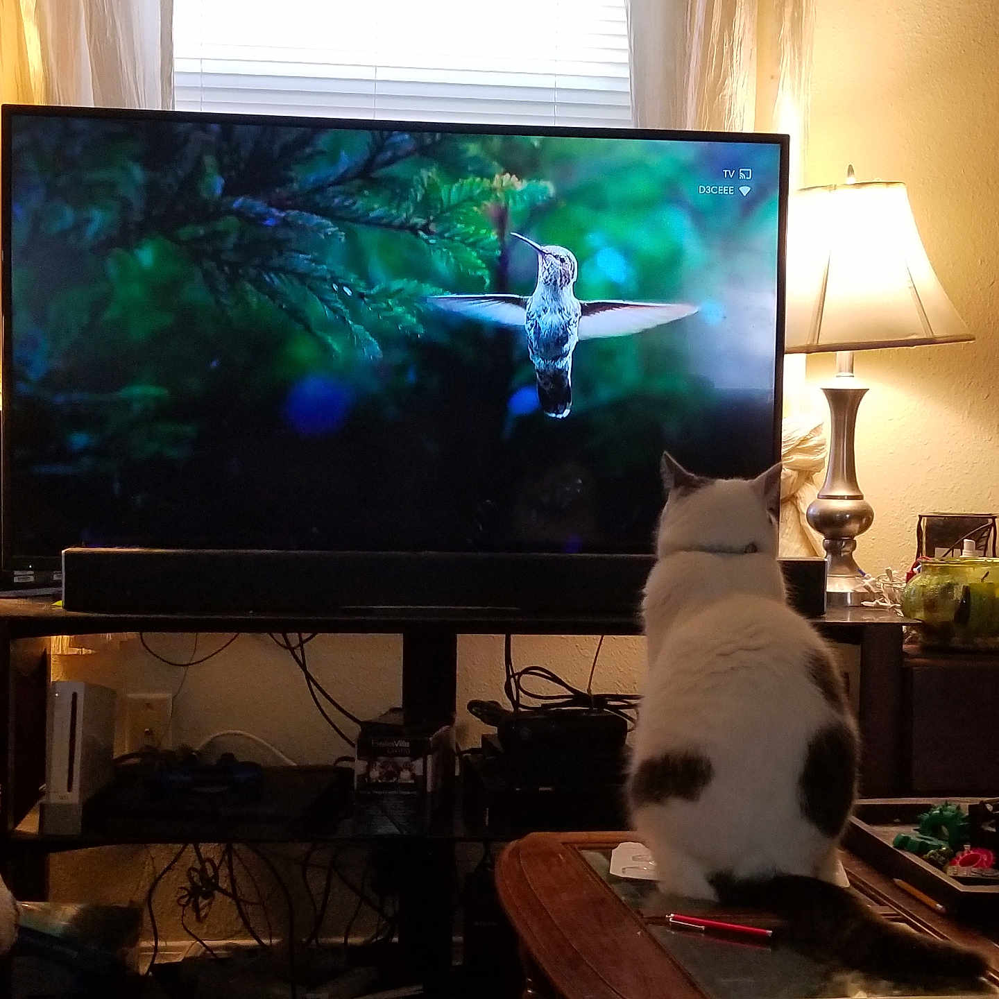 Smokey joined the competition — help win amazing prizes! animal, blanket, cat, cords, couch, curtains, decor, electronics, furniture, hummingbird, indoor, lamp, living_room, pen, pet, photo_frame, remote_control, table, television, window