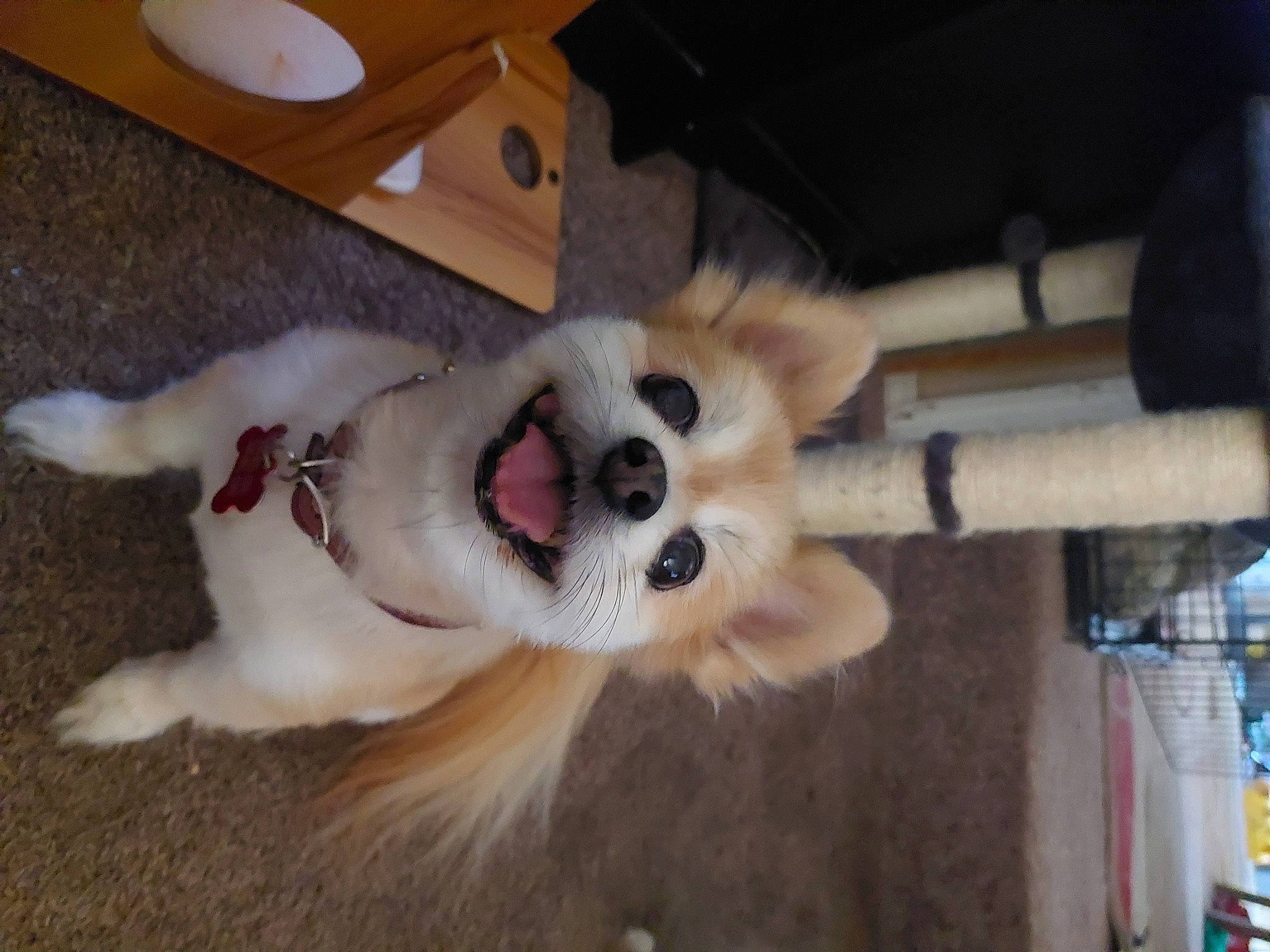 Cleo joined the competition — help win amazing prizes! adhesive, adhesive_tape, carnivore, collar, companion_dog, dog, dog_breed, dog_collar, dog_supply, fang, fawn, fur, german_spitz, paw, spitz, tail, volpino_italiano, whiskers, wood, working_animal