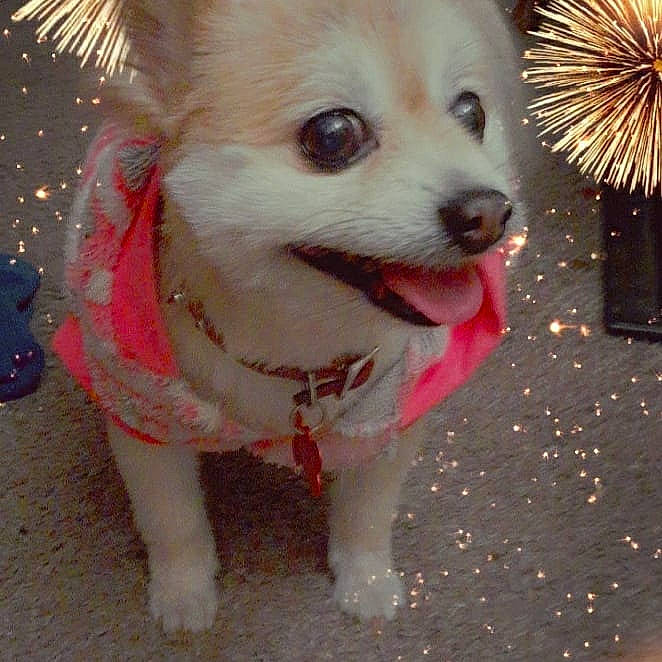 Cleo joined the competition — help win amazing prizes! carnivore, collar, companion_dog, dog, dog_breed, dog_clothes, dog_collar, dog_supply, event, eyewear, fawn, german_spitz, leash, pet_supply, snout, spitz, sporting_group, toy_dog, whiskers, working_animal