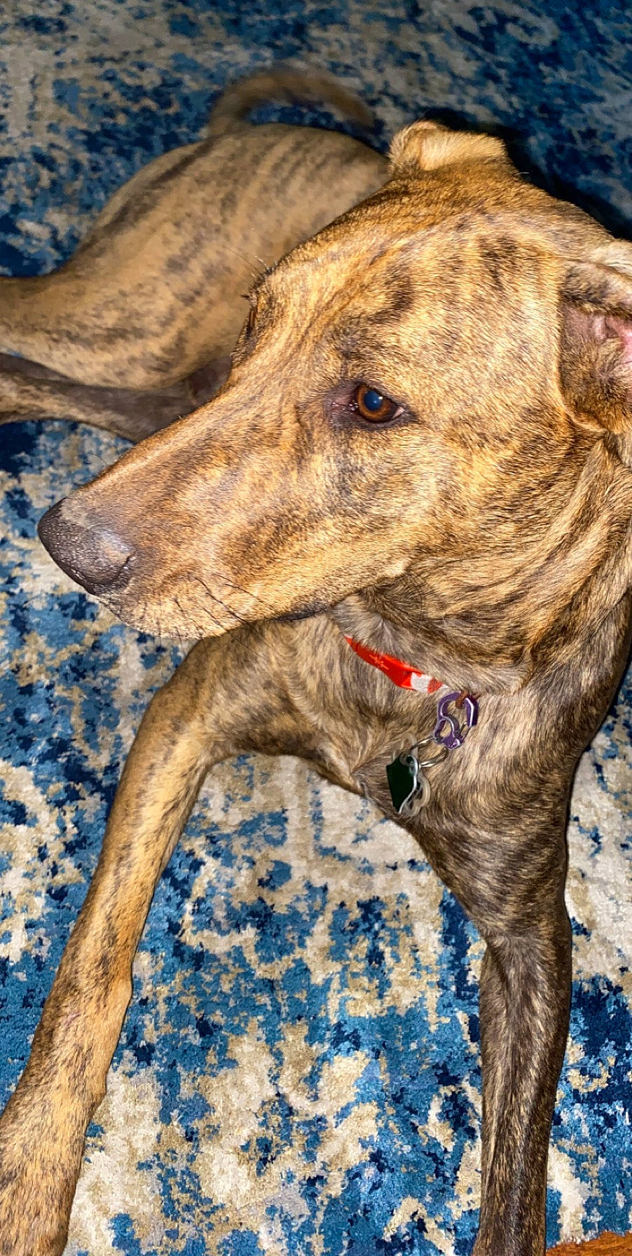 Jaxx joined the competition — help win amazing prizes! american_staghound, canidae, carnivore, cimarron_uruguayo, dog, dog_breed, fawn, galgo_espanol, greyhound, lurcher, magyar_agar, mammal, mountain_cur, plott_hound, sighthound, sloughi, treeing_tennessee_brindle, vertebrate