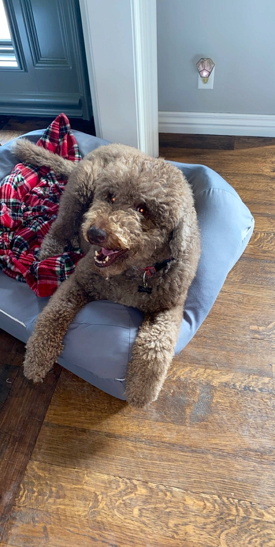 Boston joined the competition — help win amazing prizes! barbet, canidae, carnivore, cockapoo, companion_dog, dog, dog_breed, goldendoodle, labradoodle, lagotto_romagnolo, mammal, miniature_poodle, poodle, poodle_crossbreed, snout, spanish_water_dog, sporting_group, toy_poodle, vertebrate, water_dog
