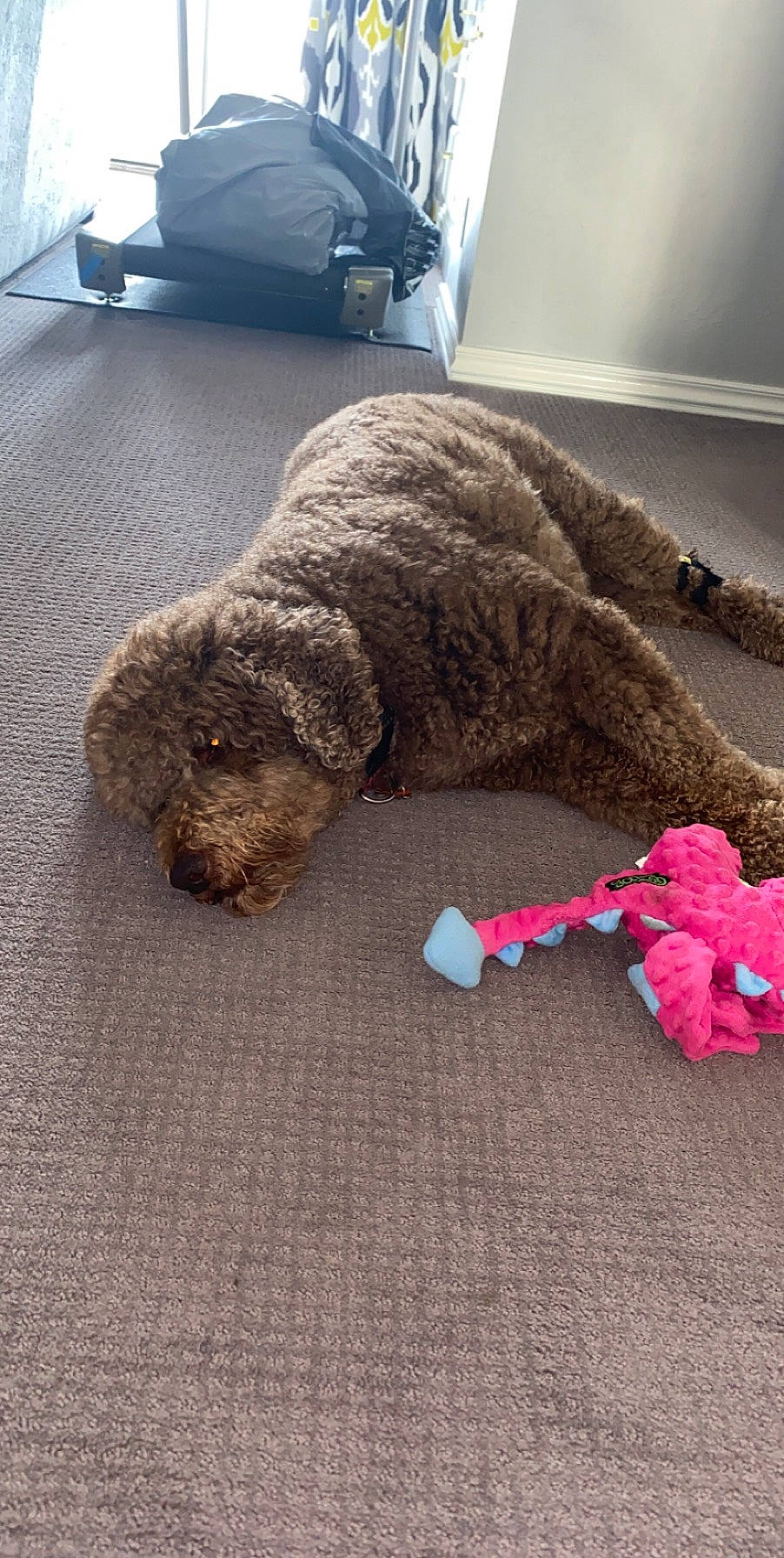 Boston is registered to the contest to win money with this photo: barbet, canidae, carnivore, cockapoo, dog, dog_breed, goldendoodle, labradoodle, lagotto_romagnolo, non_sporting_group, poodle, poodle_crossbreed, portuguese_water_dog, spanish_water_dog, sporting_group, standard_poodle, toy_dog, toy_poodle, water_dog