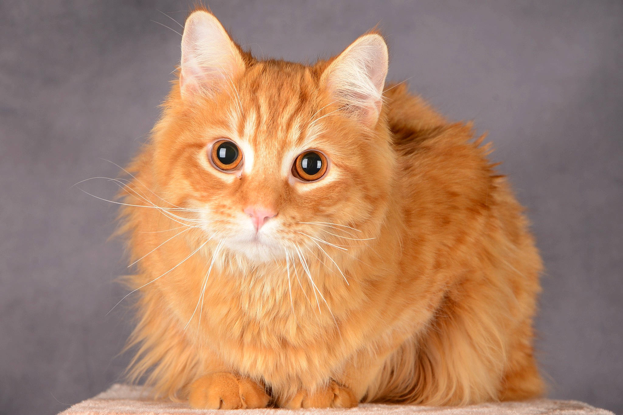 Mew participe au concours pour gagner de l'argent avec cette photo : carnivore, cat, fawn, felidae, fur, peach, small_to_medium_sized_cats, snout, whiskers, window, wood