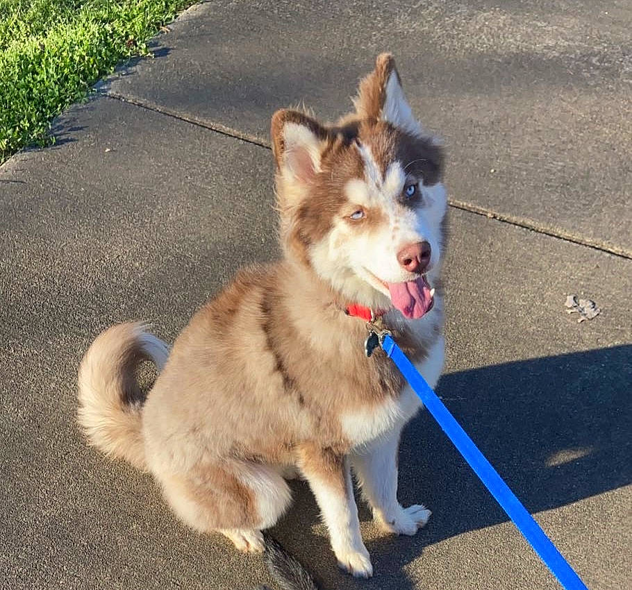 Balto joined the competition — help win amazing prizes! canidae, carnivore, collar, companion_dog, dog, dog_breed, dog_collar, dog_supply, fashion_accessory, grass, leash, paw, pet_supply, road_surface, sled_dog, snout, sporting_group, tail, working_animal, working_dog