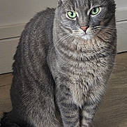 Grizou a rejoint le concours — aidez-le/la à gagner de superbes lots ! animal, calm, cat, close_up, cute, domestic_cat, feline, floor, fur, gray_cat, green_eyes, house, indoor, pet, portrait, sitting, tabby, tail, whiskers, wooden_floor