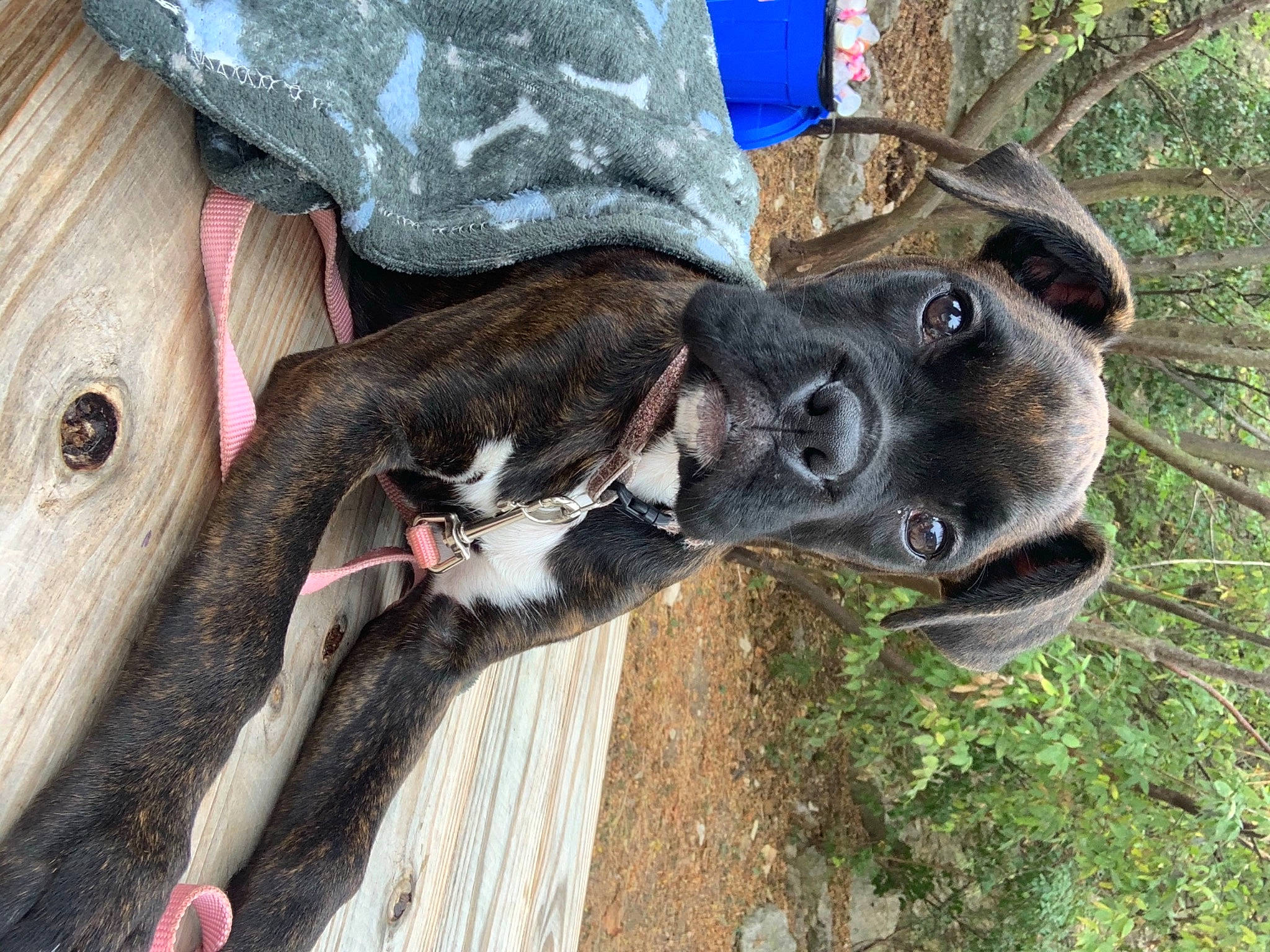 Fiona is registered to the contest to win money with this photo: canidae, carnivore, dog, dog_breed, fawn, galgo_espanol, lurcher, mammal, mountain_cur, snout