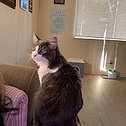 Bullet joined the competition — help win amazing prizes! cat, indoor, couch, furniture, window, blinds, framed_picture, floor, light, curious, pet, animal, furry, gray, white, sitting, cozy, home, domestic, relaxed