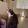 Bullet joined the competition — help win amazing prizes! animal, blinds, cat, couch, cozy, curious, domestic, floor, framed_picture, furniture, furry, gray, home, indoor, light, pet, relaxed, sitting, white, window