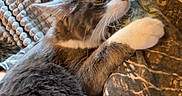 Bullet is registered to the contest to win money with this photo: affection, animal, cat, clinging, closeup, comfort, companionship, couch, cozy, domestic_animal, fur, gray_cat, indoor, person, pet, pillow, resting, texture, whiskers, white_cat