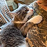 Bullet is registered to the contest to win money with this photo: cat, gray_cat, white_cat, pet, couch, pillow, person, affection, cozy, indoor, fur, whiskers, clinging, texture, comfort, closeup, domestic_animal, resting, animal, companionship