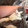 Bullet joined the competition — help win amazing prizes! cat, animal, pet, feline, fluffy, gray, white, sleeping, relaxed, cozy, arm, human, blanket, couch, indoor, resting, fur, whiskers, comfort, closeup