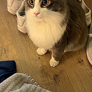 Bullet joined the competition — help win amazing prizes! animal, blanket, cat, cozy, curious, domestic, ears, feline, fluffy, fur, gray_and_white, household, indoor, paws, pet, shoe, sitting, sneakers, whiskers, wooden_floor