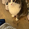 animal, blanket, cat, cozy, curious, domestic, ears, feline, fluffy, fur, gray_and_white, household, indoor, paws, pet, shoe, sitting, sneakers, whiskers, wooden_floor