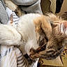 Cowboy is registered to the contest to win money with this photo: cat, tabby_cat, blanket, snuggling, indoor, cozy, furry, pet, resting, soft_texture, striped_blanket, human_arm, couch, warm_lighting, fur, close_up, relaxed, home, whiskers, ear