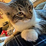 Cowboy joined the competition — help win amazing prizes! cat, tabby, indoor, window, blinds, plaid, paw, curious, close_up, feline, pet, resting, cozy, blurred, household, couch, blanket, fur, whiskers, domestic_animal