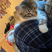Cowboy joined the competition — help win amazing prizes! cat, tabby_cat, white_paws, plaid_clothing, person, lap, couch, blanket, indoor, wall_photos, wooden_floor, cozy, furniture, pet, curious, seated, home, relaxed, animal, domestic