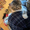cat, tabby_cat, white_paws, plaid_clothing, person, lap, couch, blanket, indoor, wall_photos, wooden_floor, cozy, furniture, pet, curious, seated, home, relaxed, animal, domestic