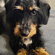 Tweeter participe au concours pour gagner de l'argent avec cette photo : adorable, animal, black_and_tan, close_up, companion, cute, dog, ears, expression, fur, furry, indoor, looking_at_camera, lying_down, mammal, nose, pet, portrait, soft_blanket, whiskers