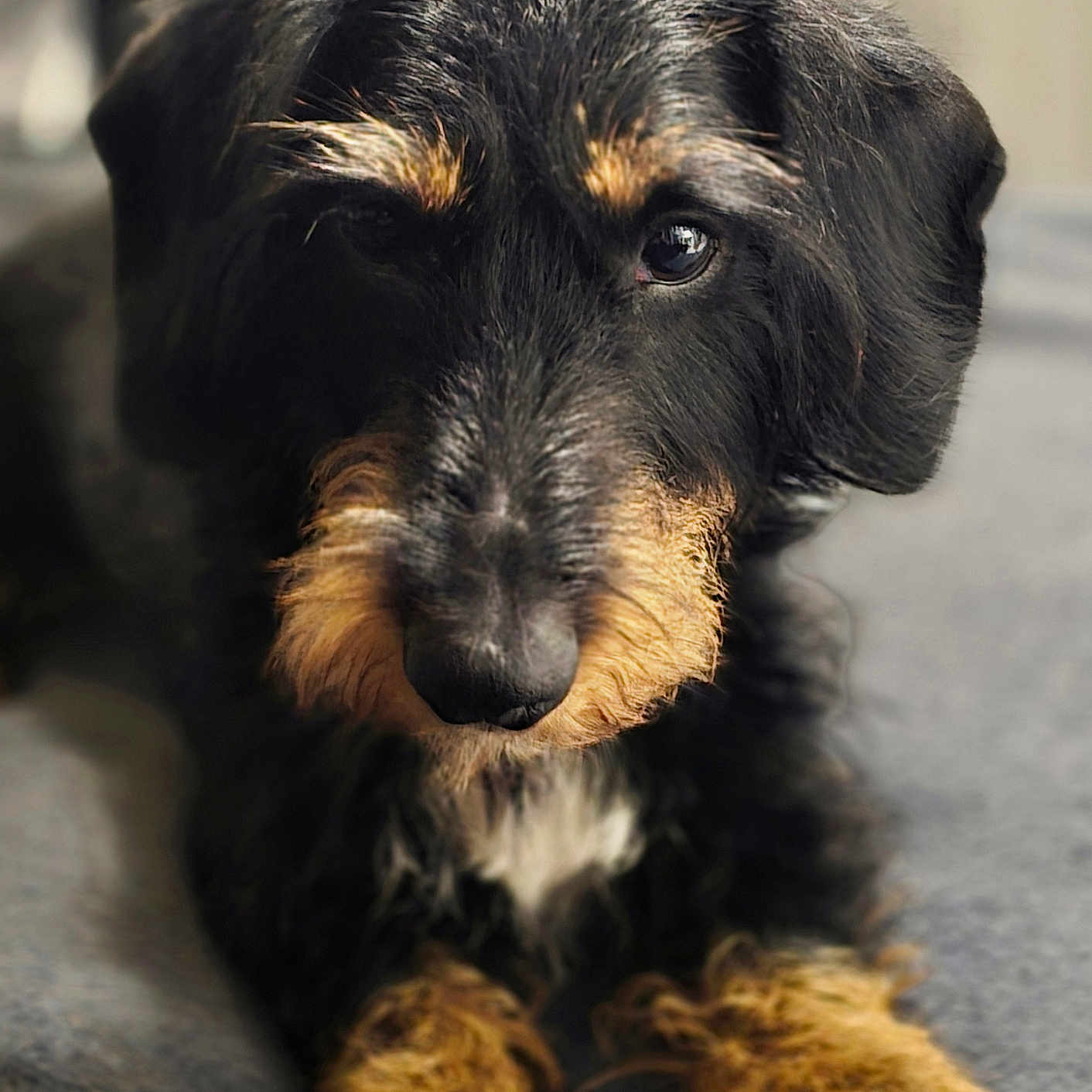 Tweeter participe au concours pour gagner de l'argent avec cette photo : adorable, animal, black_and_tan, close_up, companion, cute, dog, ears, expression, fur, furry, indoor, looking_at_camera, lying_down, mammal, nose, pet, portrait, soft_blanket, whiskers