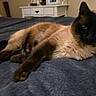 animal, bed, blanket, cat, cozy, curious, domestic_animal, ears, feline, fur, home, indoor, lying_down, nightstand, pet, relaxed, resting, siamese_cat, tail, whiskers