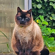 Siam a rejoint le concours — aidez-le/la à gagner de superbes lots ! alert, animal, cat, cute, domestic_animal, feline, fur, garden, greenery, mammal, nature, outdoor, pet, plants, portrait, siamese_cat, sitting, stone_surface, whiskers