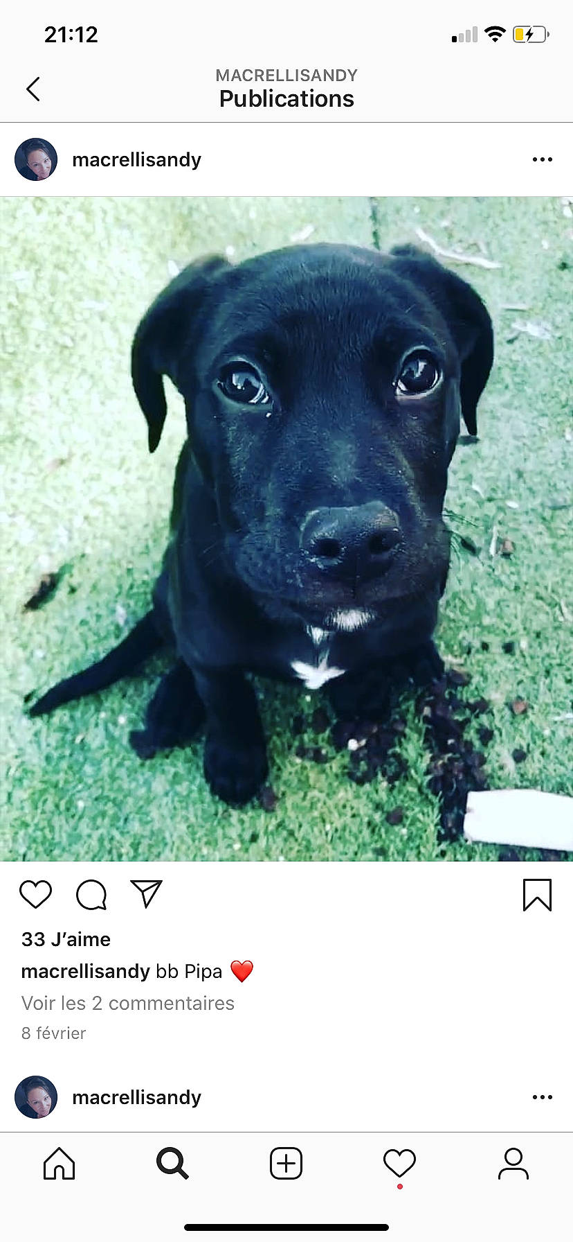 Pipa a rejoint le concours — aidez-le/la à gagner de superbes lots ! american_pit_bull_terrier, beagador, canidae, carnivore, dog, dog_breed, labrador_retriever, mammal, patterdale_terrier, puppy, rare_breed_dog, retriever, snout, sporting_group, vertebrate