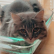 Rocky is registered to the contest to win money with this photo: cat, gray_cat, tabby_cat, glass_dish, table, wooden_surface, curtains, window_light, indoor, pet, animal, resting, relaxed, close_up, face, eyes, fluffy, whiskers, sparkles, feline