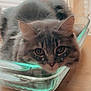 cat, gray_cat, tabby_cat, glass_dish, table, wooden_surface, curtains, window_light, indoor, pet, animal, resting, relaxed, close_up, face, eyes, fluffy, whiskers, sparkles, feline