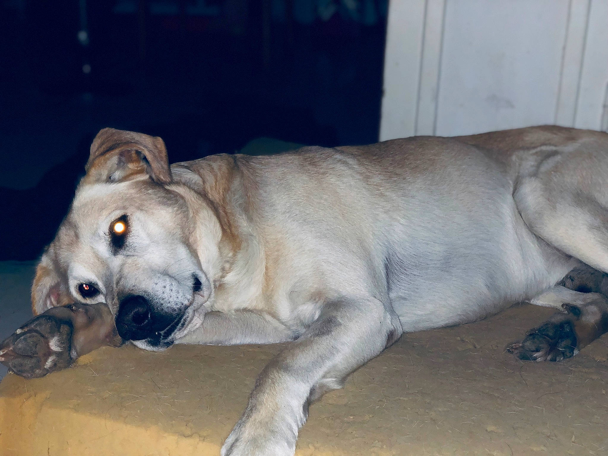 Arko a rejoint le concours — aidez-le/la à gagner de superbes lots ! balance, bored, canidae, carnivore, companion_dog, dog, dog_breed, fawn, fur, non_sporting_group, paw, snout, sporting_group, terrestrial_animal, whiskers, working_animal, wrinkle