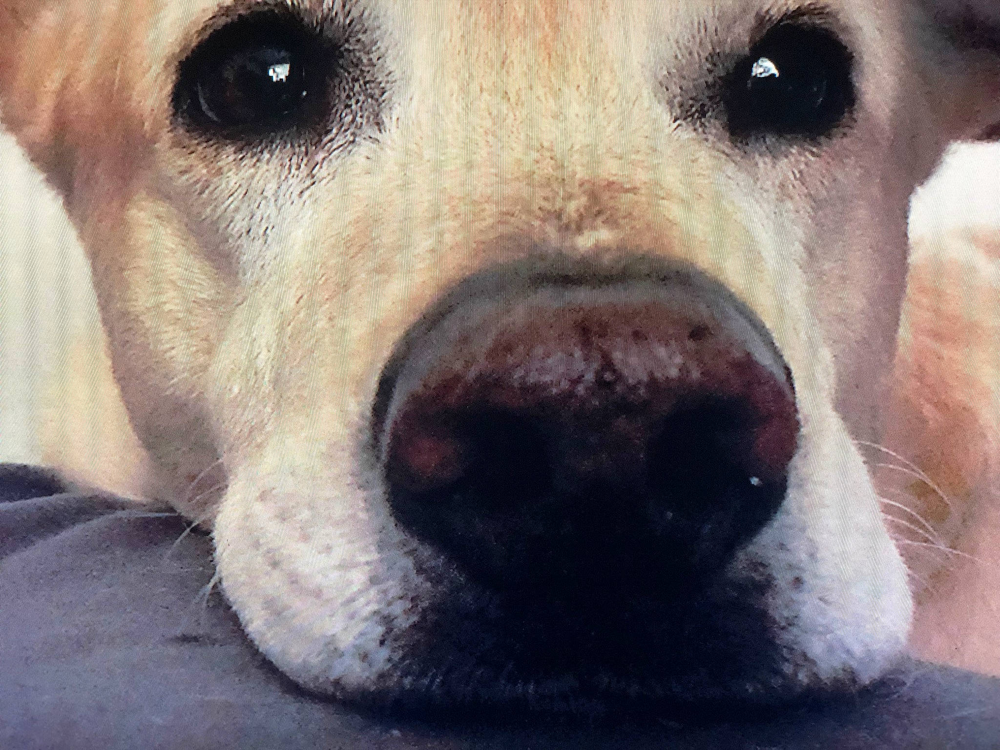 Arko a rejoint le concours — aidez-le/la à gagner de superbes lots ! canidae, carnivore, close_up, collar, companion_dog, dog, dog_breed, dog_collar, ear, fang, fawn, fur, jaw, nose, pet_supply, snout, sporting_group, terrestrial_animal, whiskers, working_animal