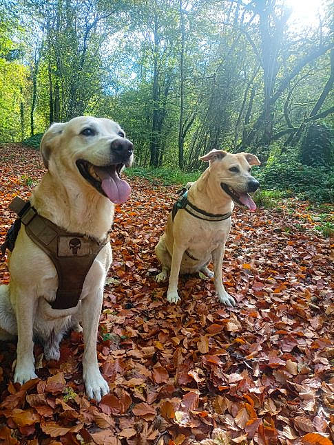 Arko a rejoint le concours — aidez-le/la à gagner de superbes lots ! adventure, carnivore, collar, companion_dog, dog, dog_breed, dog_collar, dog_supply, fawn, forest, grass, gun_dog, plant, recreation, sky, sporting_group, tail, tree, wood, working_animal