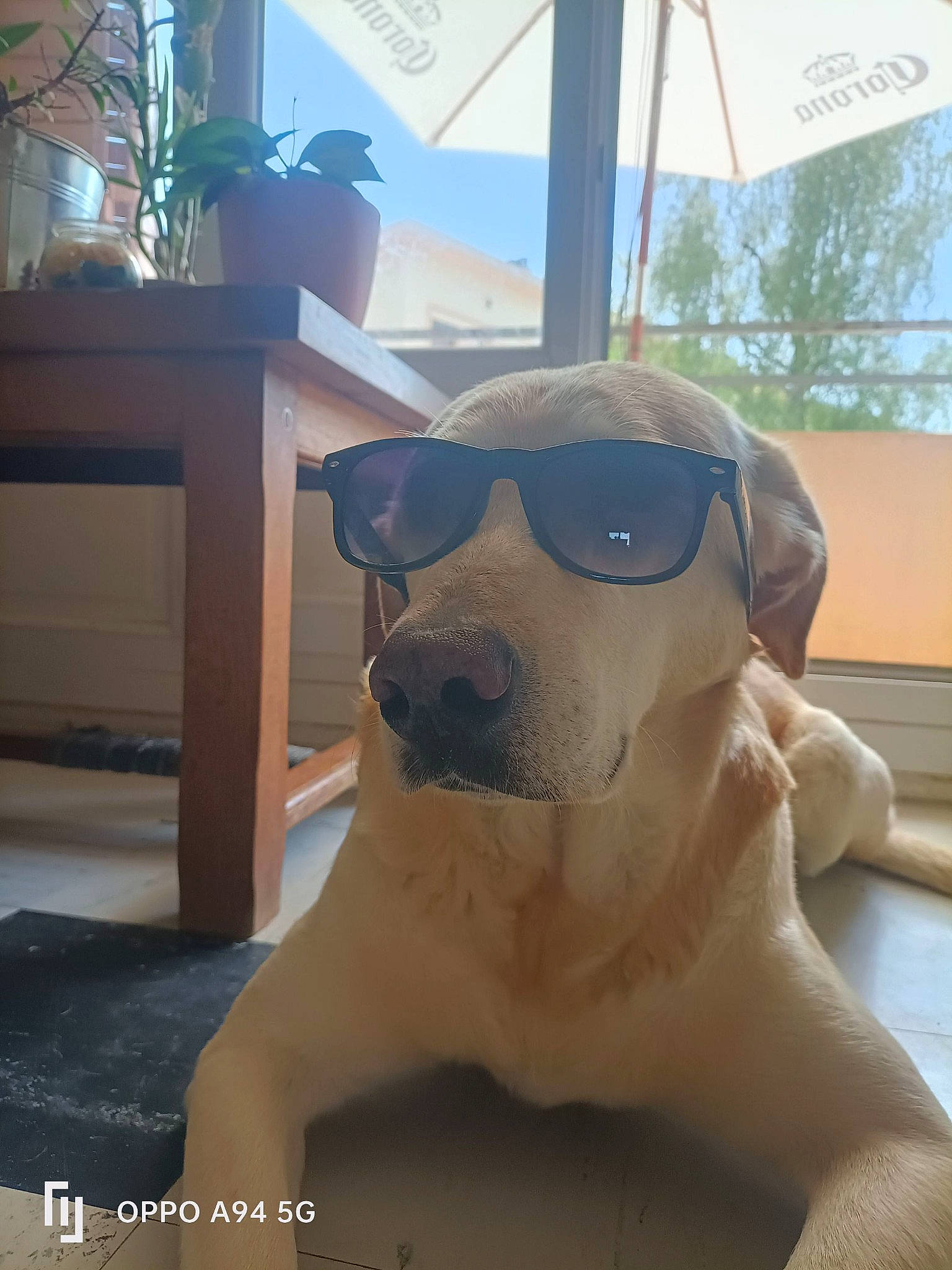 Arko a rejoint le concours — aidez-le/la à gagner de superbes lots ! canidae, carnivore, companion_dog, dog, dog_breed, eyewear, fawn, fur, goggles, houseplant, leisure, plant, selfie, shade, snout, sporting_group, sunglasses, toy_dog, whiskers, working_animal