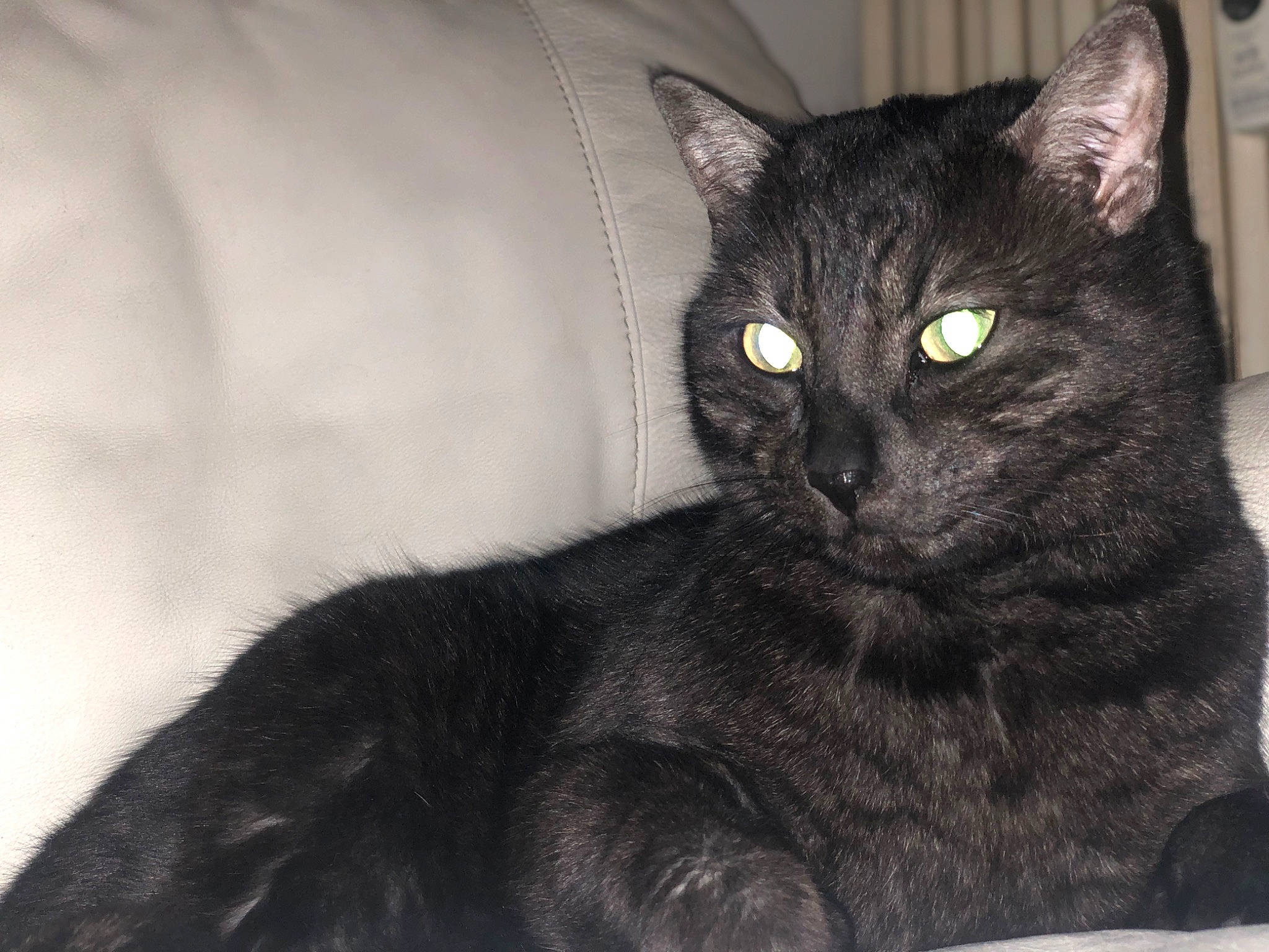 Boubi a rejoint le concours — aidez-le/la à gagner de superbes lots ! black_cat, carnivore, cat, claw, comfort, domestic_short_haired_cat, eye, felidae, fur, havana_brown, small_to_medium_sized_cats, snout, terrestrial_animal, whiskers, window