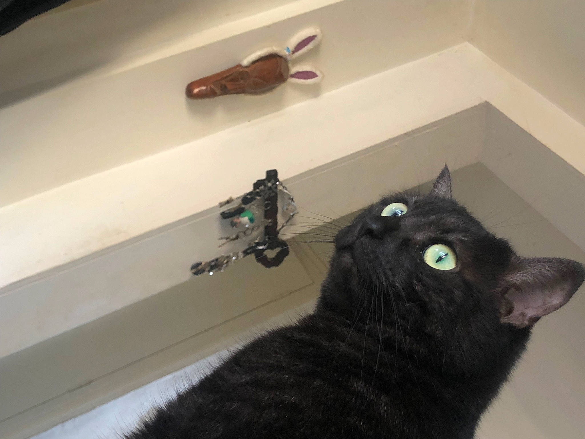 Boubi a rejoint le concours — aidez-le/la à gagner de superbes lots ! black_cat, bombay, carnivore, cat, ceiling, domestic_short_haired_cat, felidae, flooring, fur, hardwood, room, shelf, shotgun, small_to_medium_sized_cats, tail, terrestrial_animal, whiskers, wood