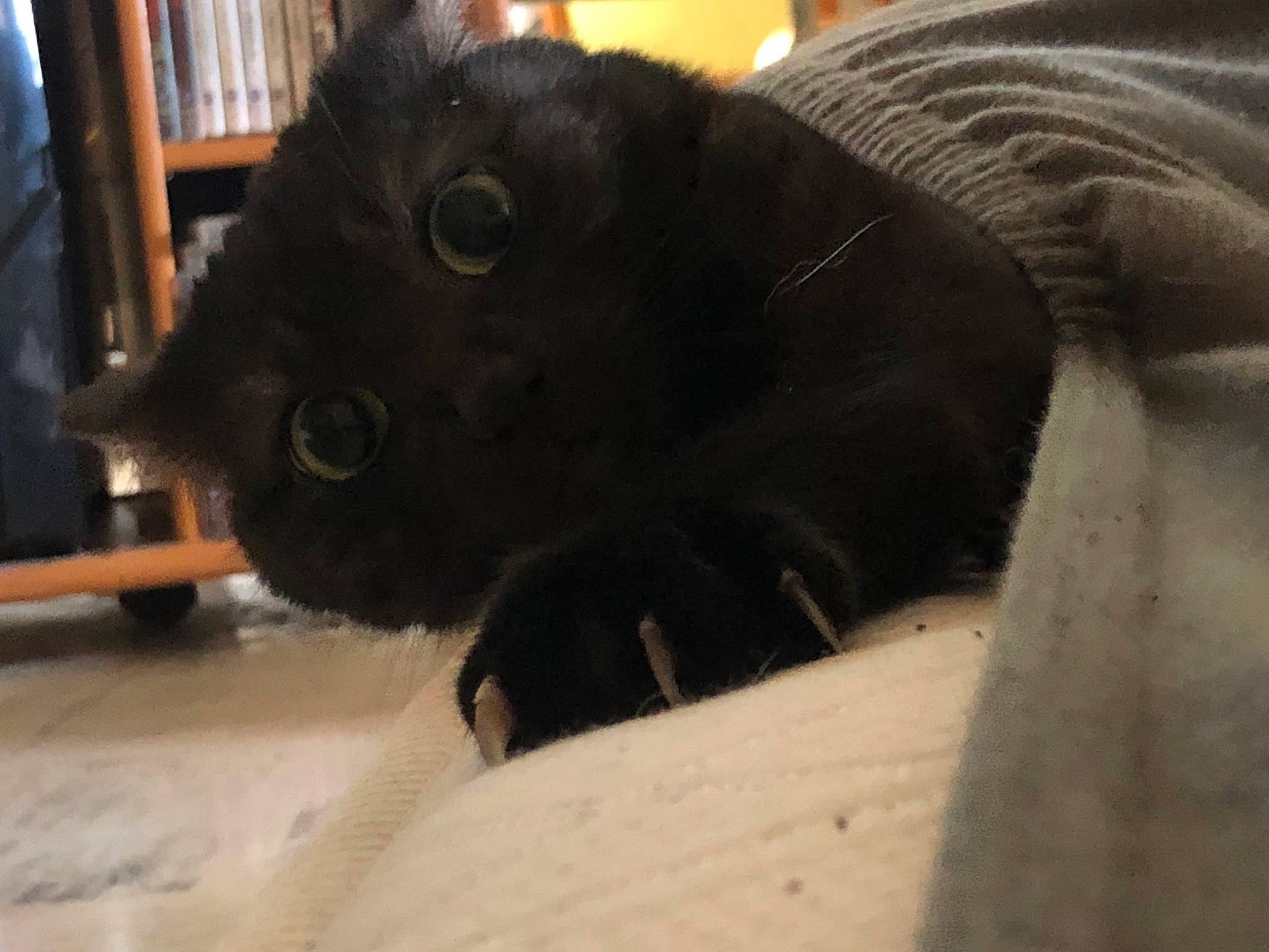 Boubi a rejoint le concours — aidez-le/la à gagner de superbes lots ! black_cat, bombay, canidae, carnivore, cat, claw, dog_breed, domestic_short_haired_cat, fawn, felidae, fur, hardwood, paw, small_to_medium_sized_cats, snout, tail, terrestrial_animal, whiskers, wood, working_animal