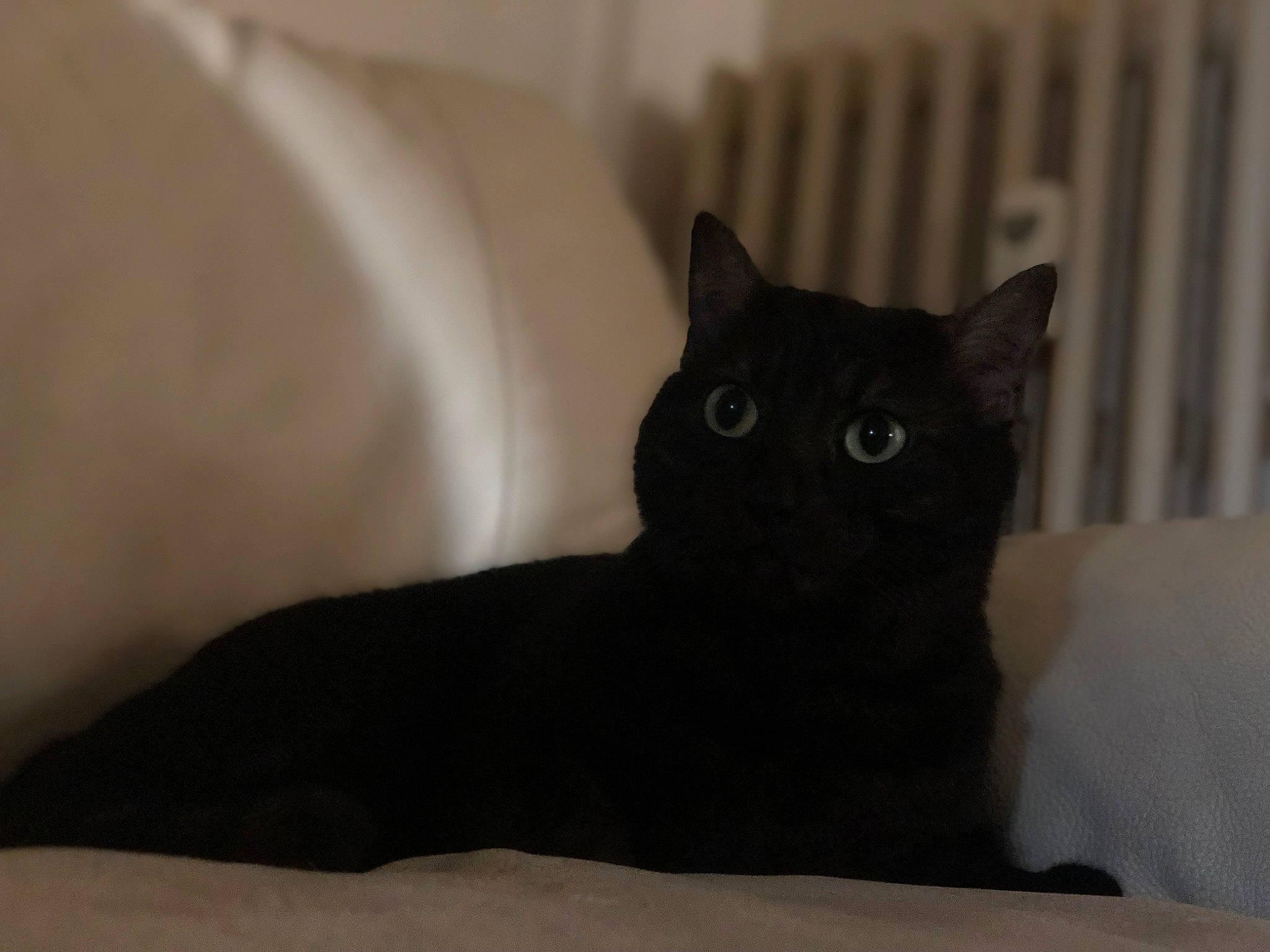 Boubi a rejoint le concours — aidez-le/la à gagner de superbes lots ! black_cat, carnivore, cat, cat_supply, comfort, domestic_short_haired_cat, felidae, fur, grey, small_to_medium_sized_cats, snout, tail, terrestrial_animal, whiskers