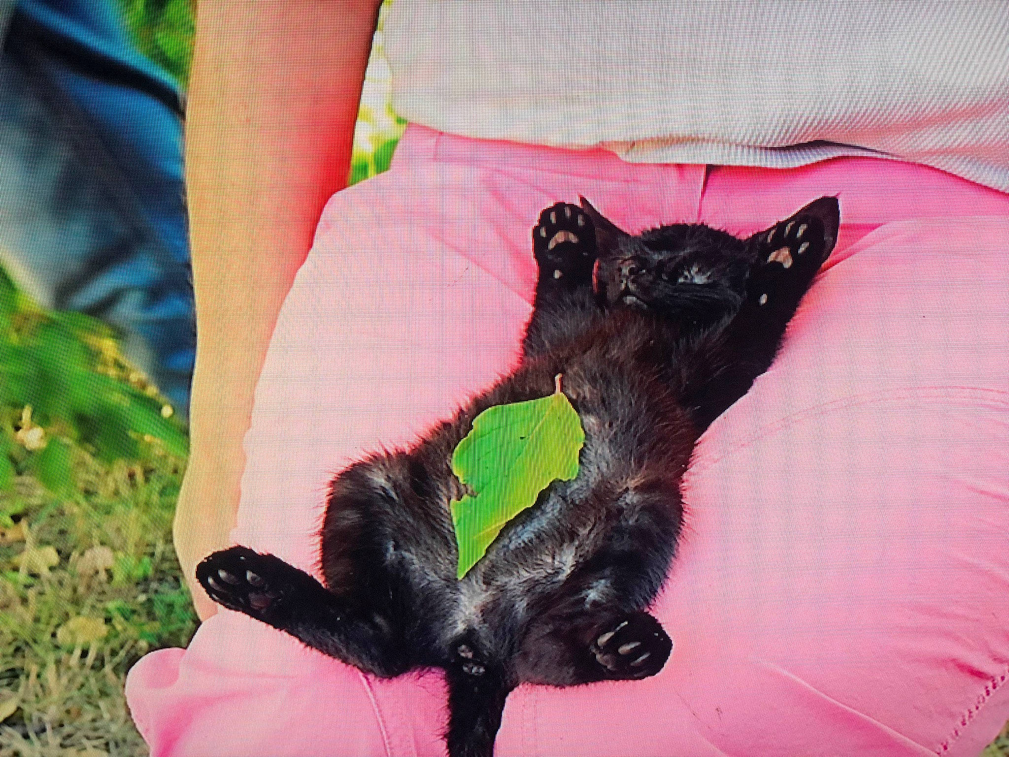 Bonsaï a rejoint le concours — aidez-le/la à gagner de superbes lots ! black_cat, carnivore, cat, comfort, companion_dog, dog_breed, fawn, felidae, gesture, grass, human_leg, leg, magenta, pink, plant, small_to_medium_sized_cats, tail, thigh, tree, whiskers