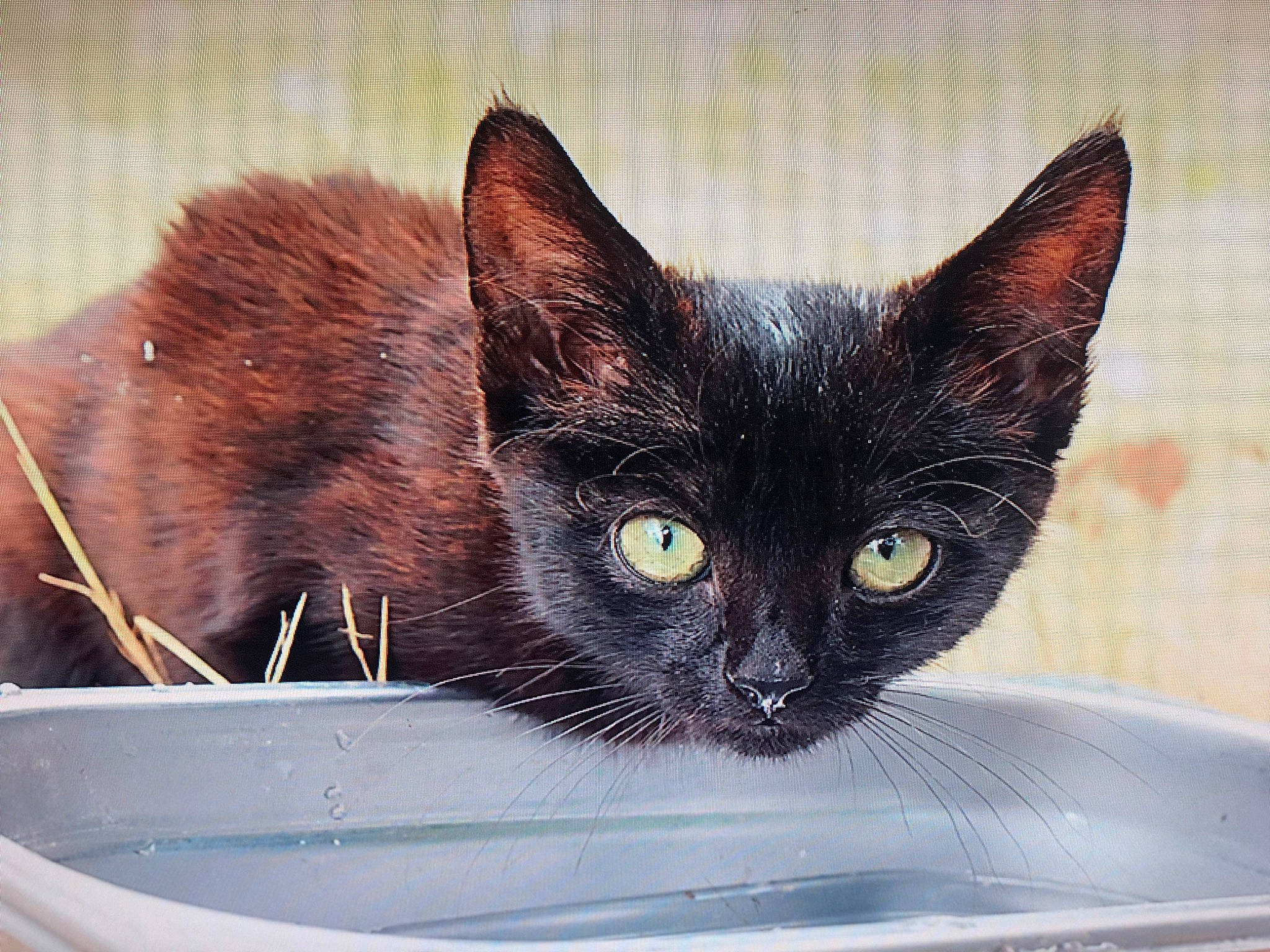 Bonsaï a rejoint le concours — aidez-le/la à gagner de superbes lots ! black_cat, bombay, box, carnivore, cat, domestic_short_haired_cat, felidae, fur, havana_brown, small_to_medium_sized_cats, snout, terrestrial_animal, whiskers, window, windshield