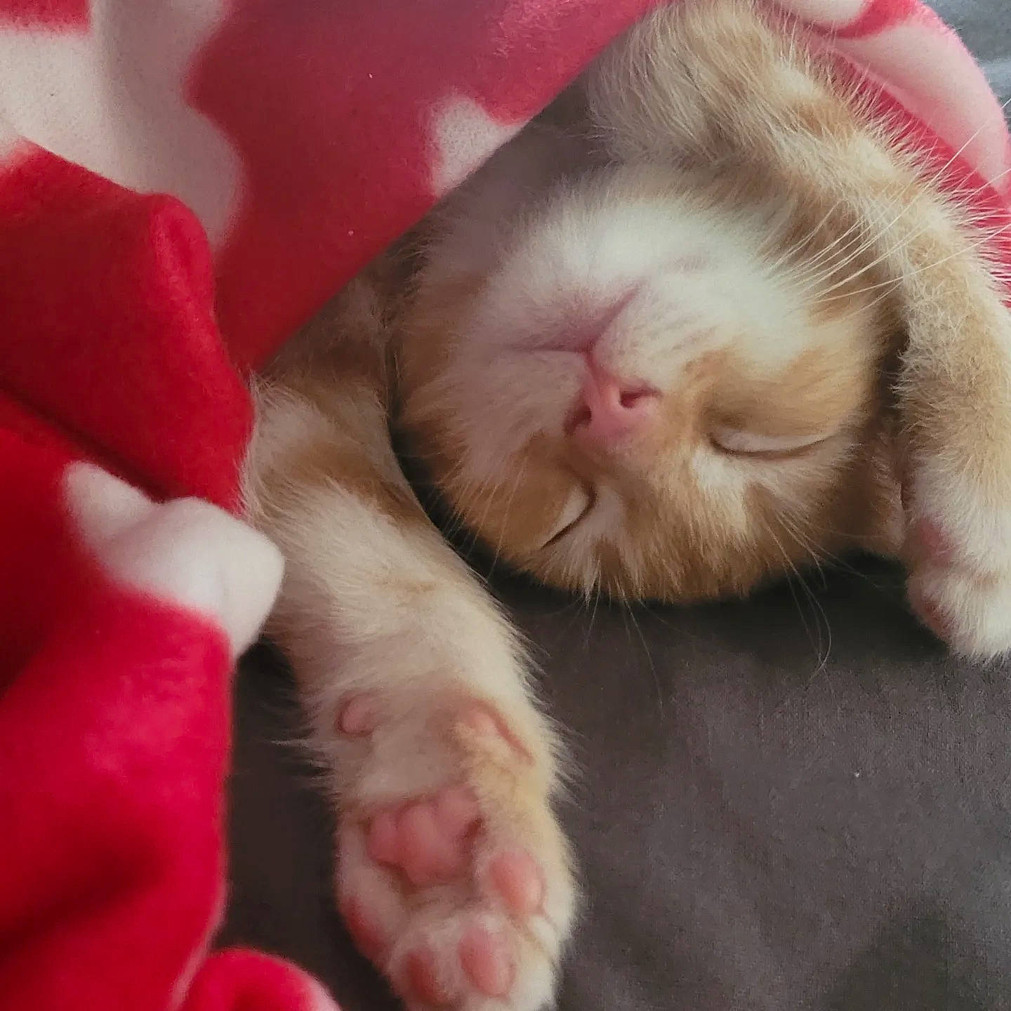 Kenji joined the competition — help win amazing prizes! carnivore, cat, claw, comfort, felidae, fur, nap, paw, pink, sleep, small_to_medium_sized_cats, snout, whiskers