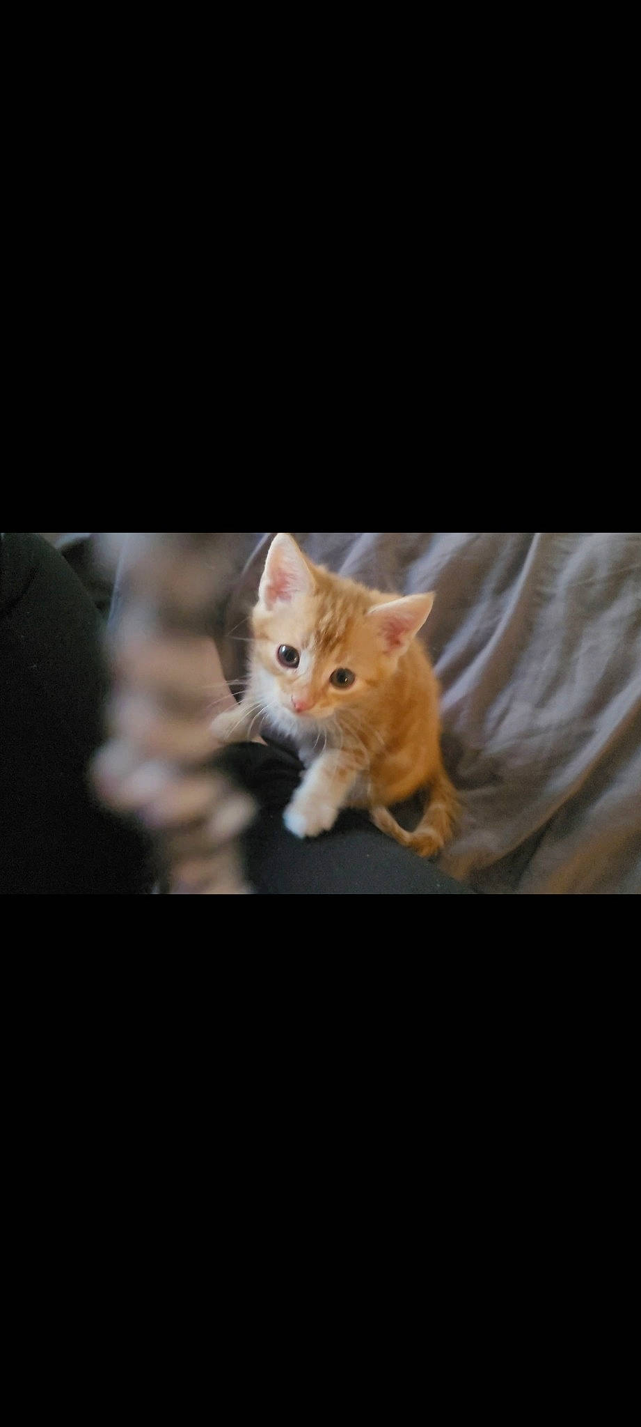 Kenji joined the competition — help win amazing prizes! carnivore, cat, claw, darkness, domestic_short_haired_cat, fawn, felidae, fur, paw, photo_caption, small_to_medium_sized_cats, snout, tail, terrestrial_animal, toy, tree, whiskers, wildlife, window, wood